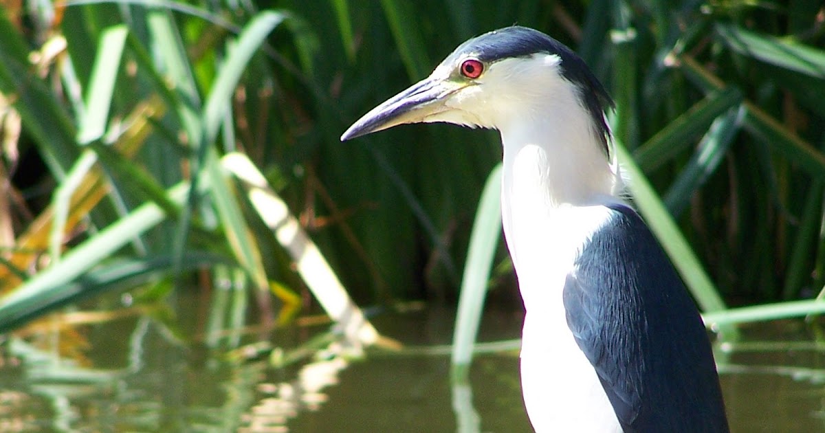 Night Heron Nycticorax nycticorax Color Print from 1953