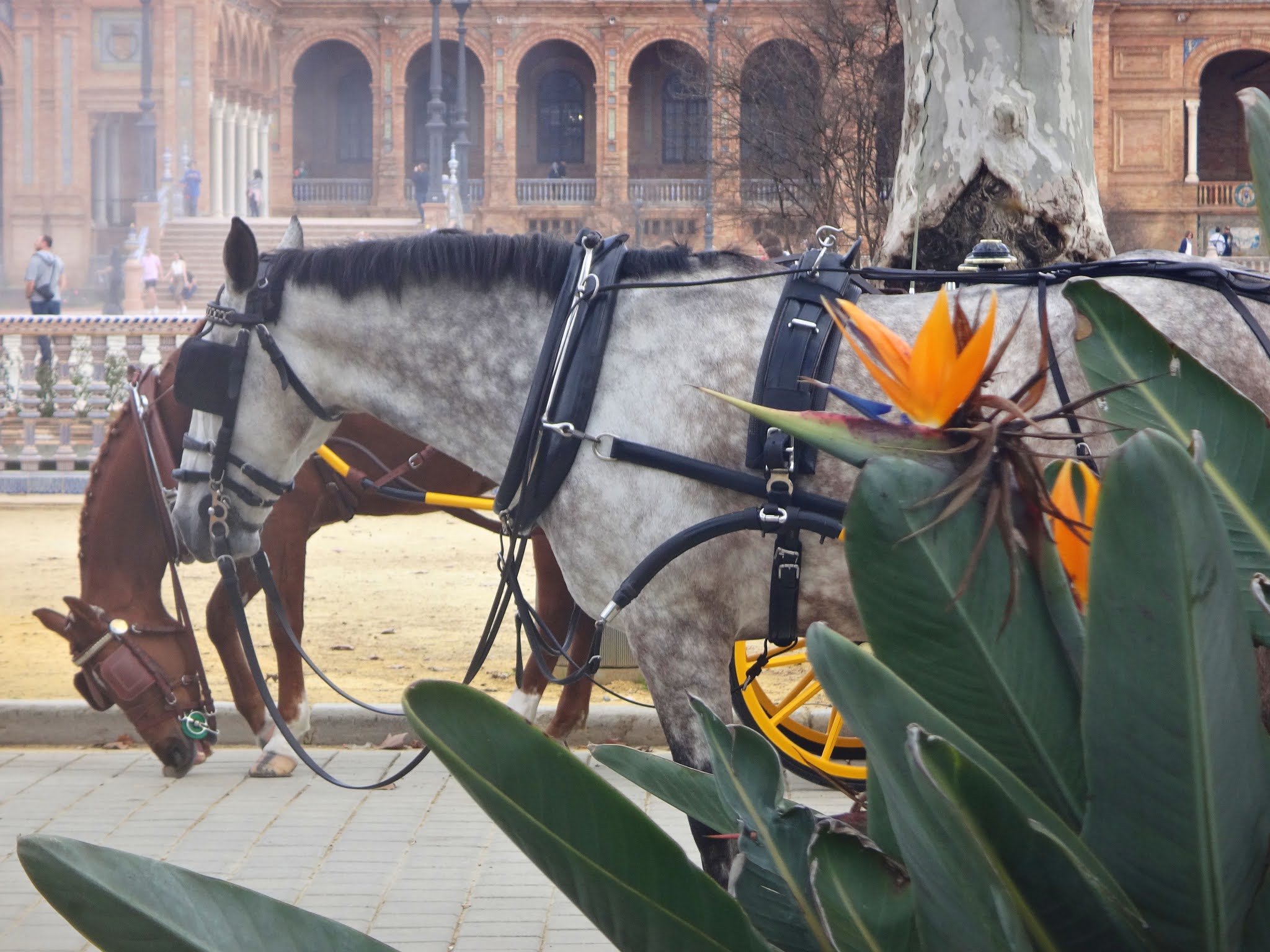 Caballos de la plaza de España