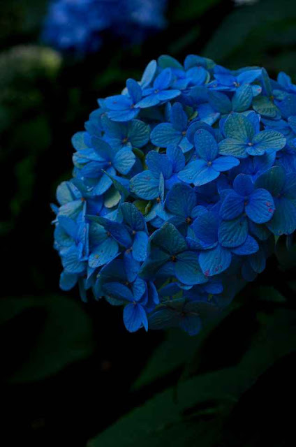 ydrangea Macrophylla Flower Care and Tips