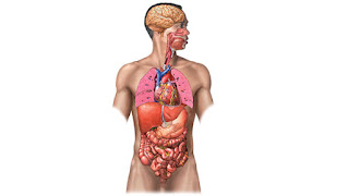 Sistemas del cuerpo humano y sus funciones. El cuerpo humano se compone de sistemas organizados que funcionan para sostener la vida.