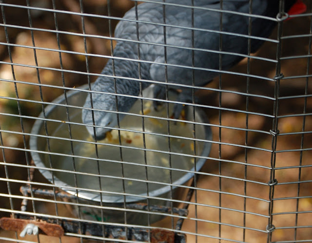Our hero parrot has reached the water dish and is dunking the food in the water.