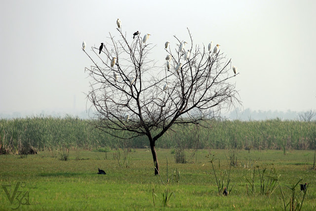 Egrets and Cormorants perched on the tree