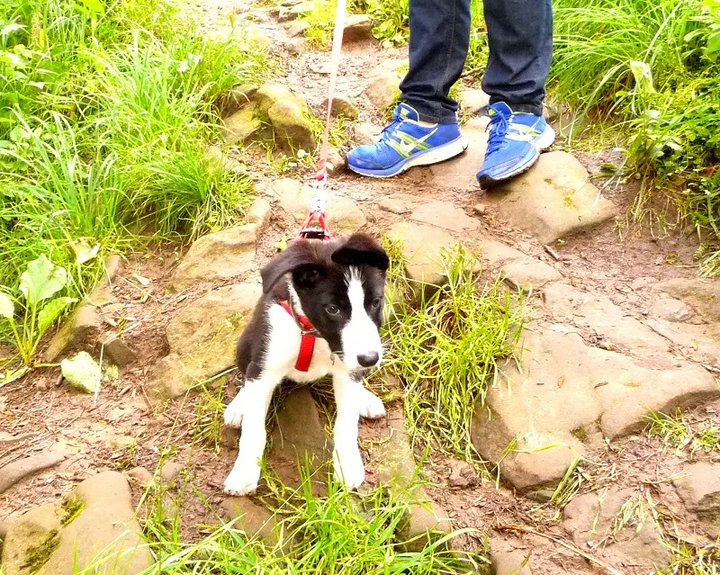 Border Collie Puppy