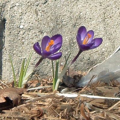 [Photo: purple crocuses.]