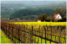 Napa Valley vineyard with mustard