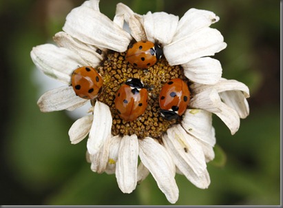 10_07_25_longfield_223_ladybird_laagar