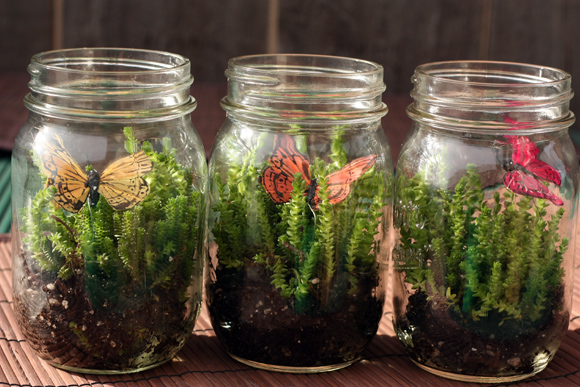 DIY easy and simple terrarium