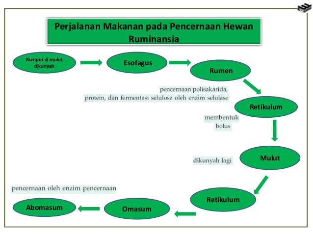  Sapi  Perah Sistem Pencernaan  Ternak Ruminansia  Sapi  Perah