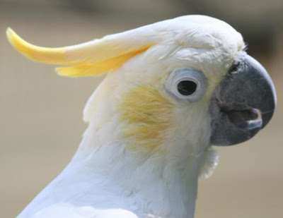 Nusa Penida Bird Sanctuary