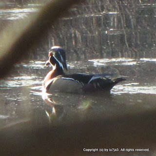 Wood Duck