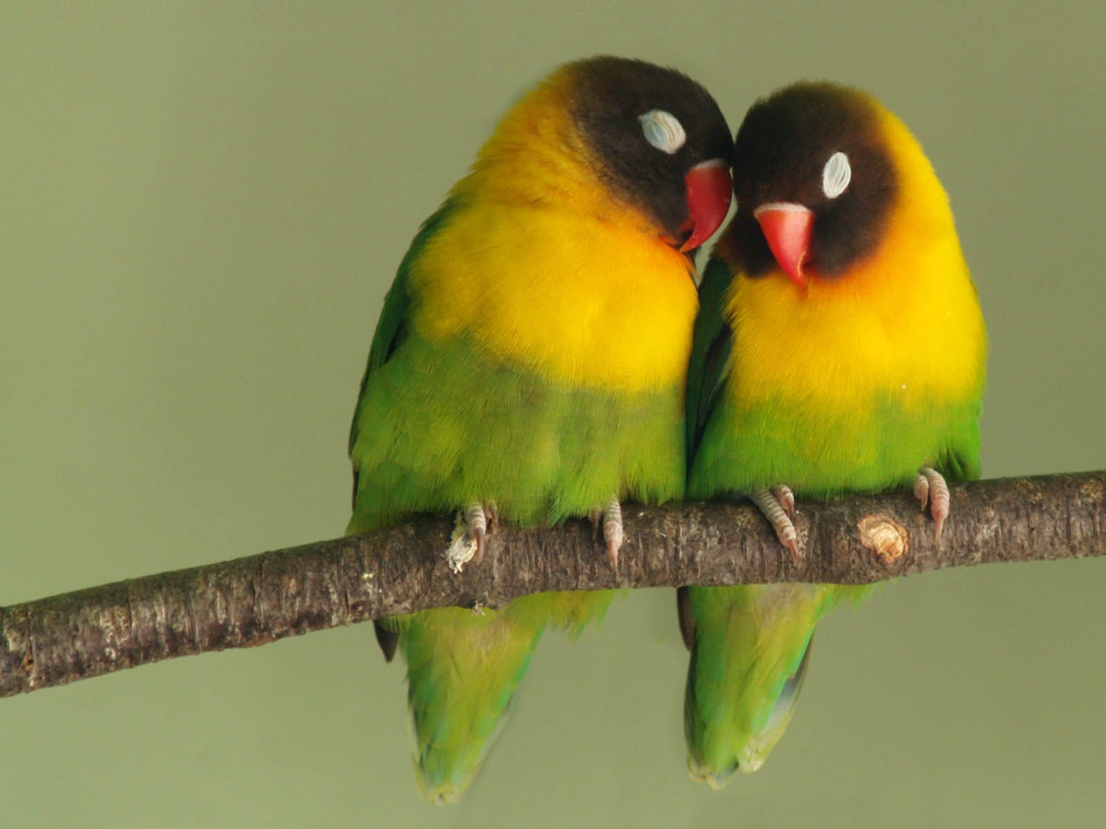 Cute Animal Couples Love Birds