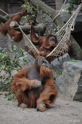 Sukulaisia, Tierpark Hagenbeck, Hampuri