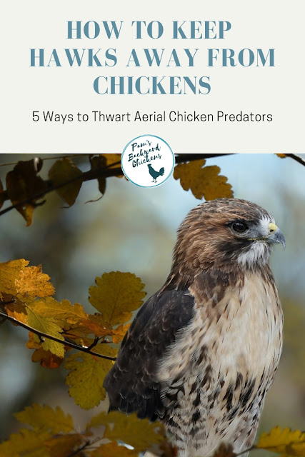 You can help keep hawks away from backyard chickens with these five simple steps.