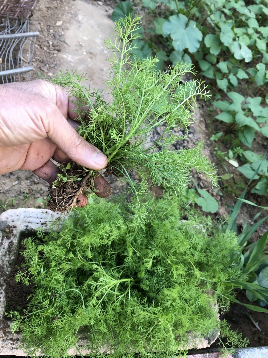 Healthy chamomile seedlings will have sturdy stems and vibrant green foliage.