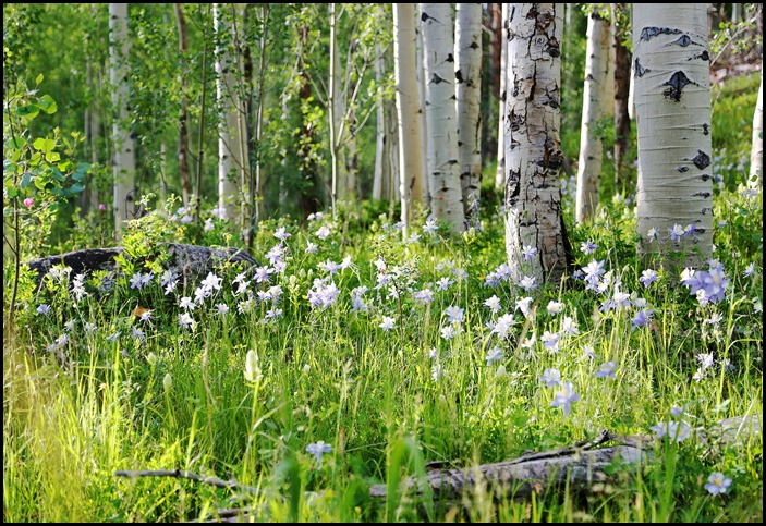 Rainbow Lake Trail 7-12-13 (22)