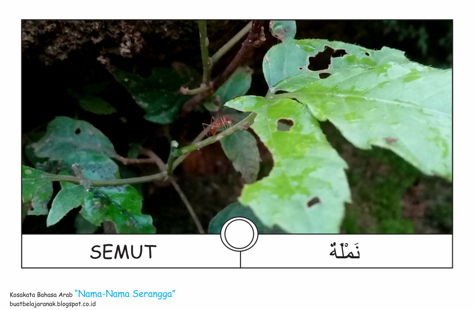 Kosakata : Nama-Nama Serangga Dalam Bahasa Arab | Buat ...