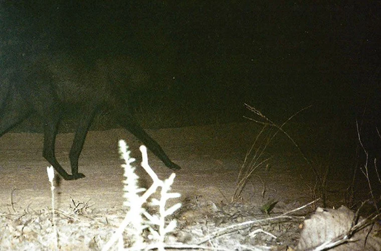 In Brazil, a long-legged wolf mutant appeared (1)