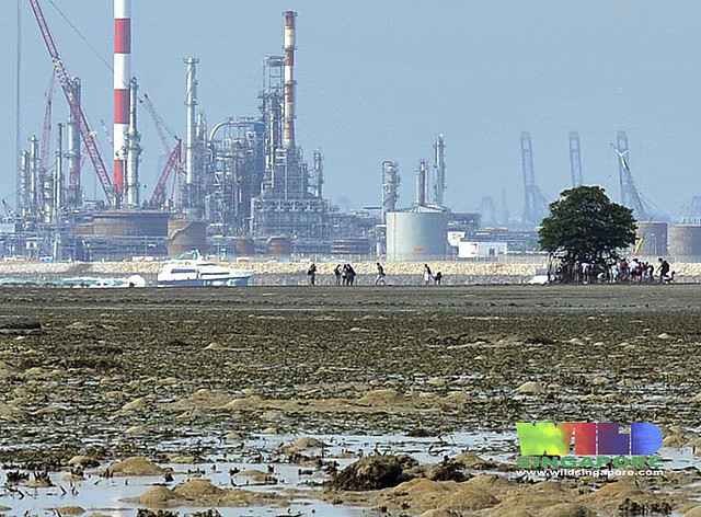 wild shores of singapore Shell told to stop work 
