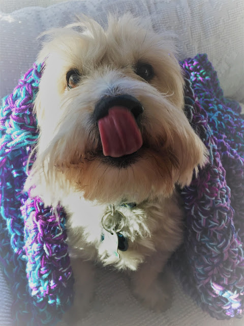 Cute fluffy dog in colorful crochet afghan