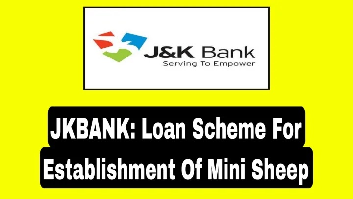 JKBANK: Loan Scheme For Establishment Of Mini Sheep Farms-Check Benefits And Apply Here Directly