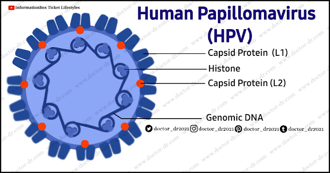 Human Papillomavirus (HPV) - Virology 