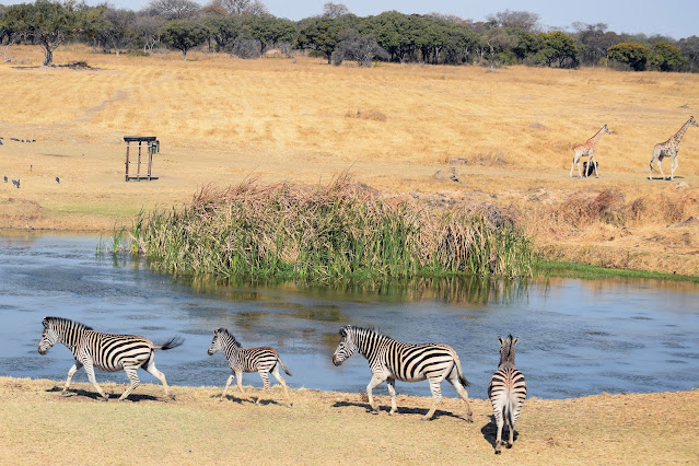 Harare, Zimbabwe - Mukuvisi Park: Zebras and Giraffes