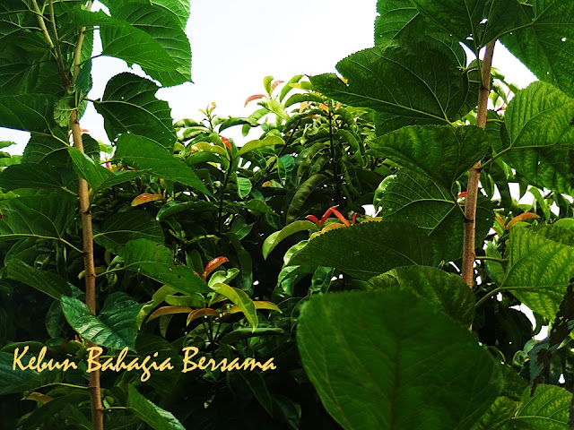 Kebun Bahagia Bersama: Pucuk Daun Mulberry Putih