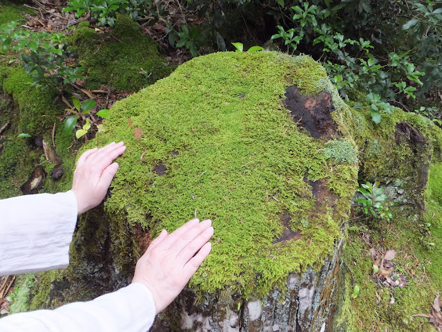 苔に触れる手の写真