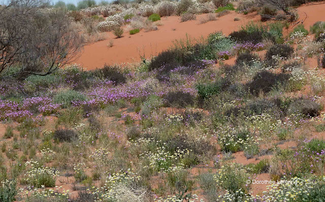 Yellow, white and pink wild flowers in bloom on high red sand dunes.