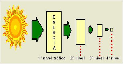 pérdida de energía durante el paso por los diferentes niveles tróficos