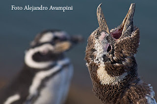 Pingüino juvenil cambiando el plumaje