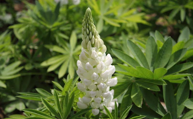 Lupine Flowers Pictures