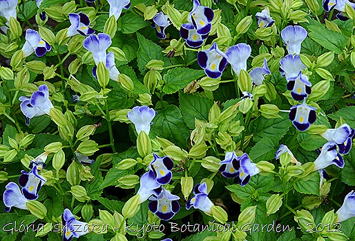 Glória Ishizaka -   Kyoto Botanical Garden 2012 - 125