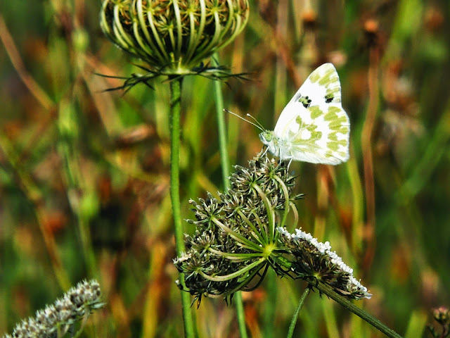 Pontia daplidice posada