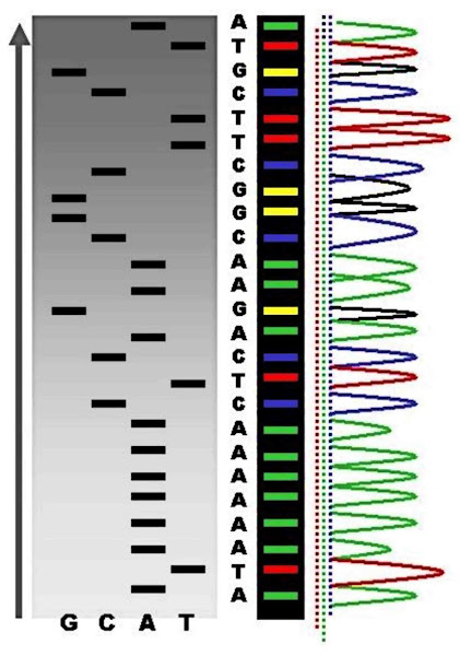 Imagen 149A | Un ejemplo de los resultados de la secuenciación automática de terminación de cadena DNA. | Abizar en Wikipedia en inglés / CC BY-SA (http://creativecommons.org/licenses/by-sa/3.0/legalcode) | Page URL : (https://commons.wikimedia.org/wiki/File:Radioactive_Fluorescent_Seq.jpg) de Wikimedia Commons