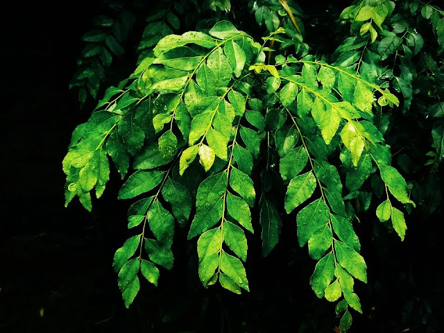 கருவேப்பிலை