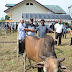 Peduli Sesama, Pemko Langsa Serahkan Hewan Qurban