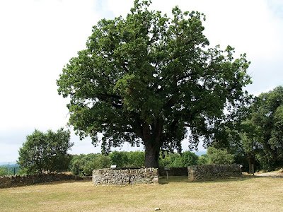 Roure del Giol