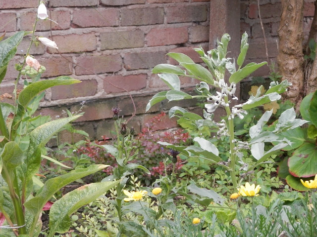 My garden, July 2016.  Diaries of a suburban, polyculture, food garden. secondhandsusie.blogspot.com #gardening #garden #polyculture #suburbangarden #growyourown