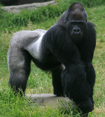 Foto Gorilla