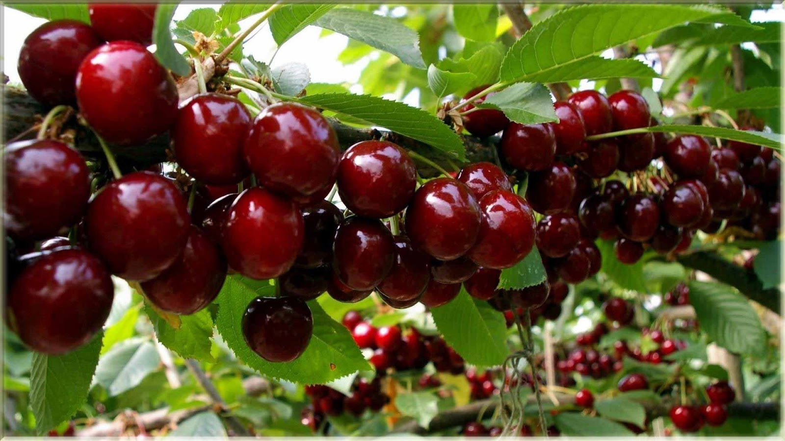 15 Wallpaper Cantik Gambar  Buah Cherry  Segar www buahaz com