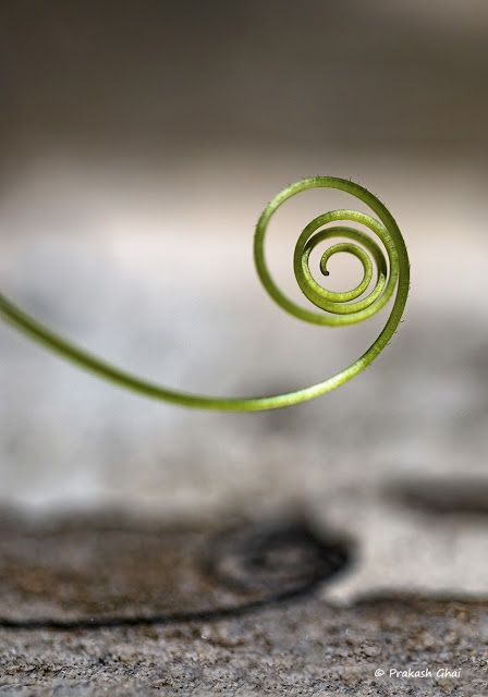 A Minimal Art Photograph of a Twig Spiral and its Shadow shot at Home Sweet Home.