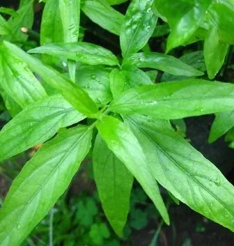 Daun Belalai Gajah – Herba Asli untuk Kesihatan