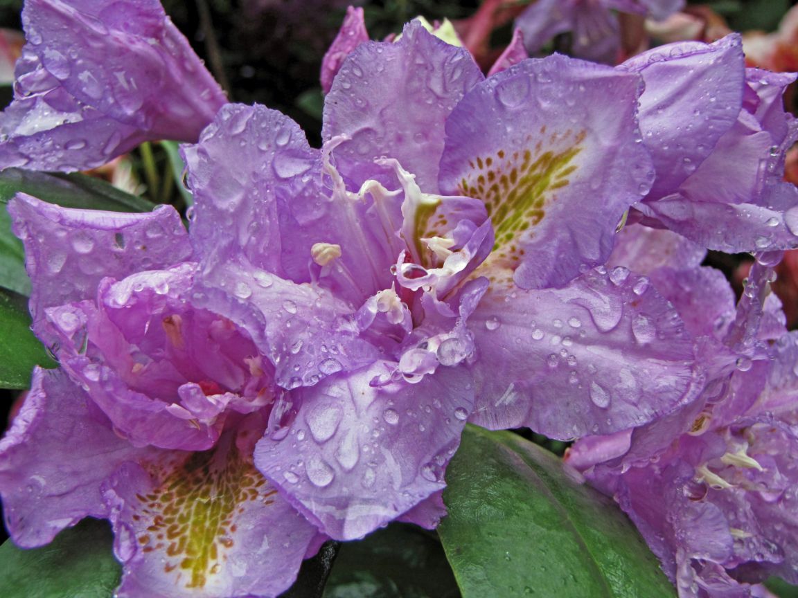 PicturesPool: Beautiful Flowers with Rain Water Drops