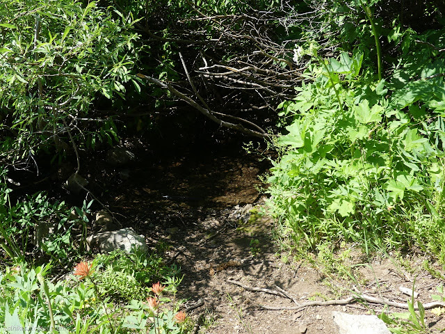 water at high spring