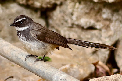 "A tiny and agile passerine bird, the Spot-breasted Fantail (Rhipidura albogularis). The plumage is distinctively black and white, with a large patch on the breast. Perched on a water pipe."