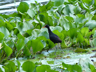 Jacana jacana - Jacana noir