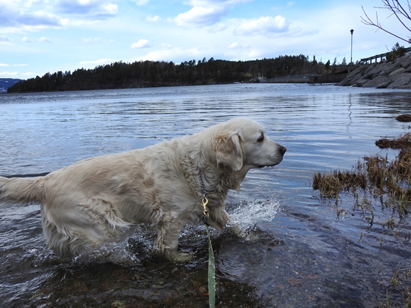 golden retriever storøya stolpejakt