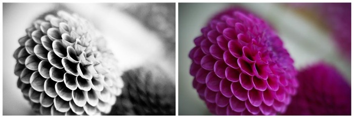dahlia-d1