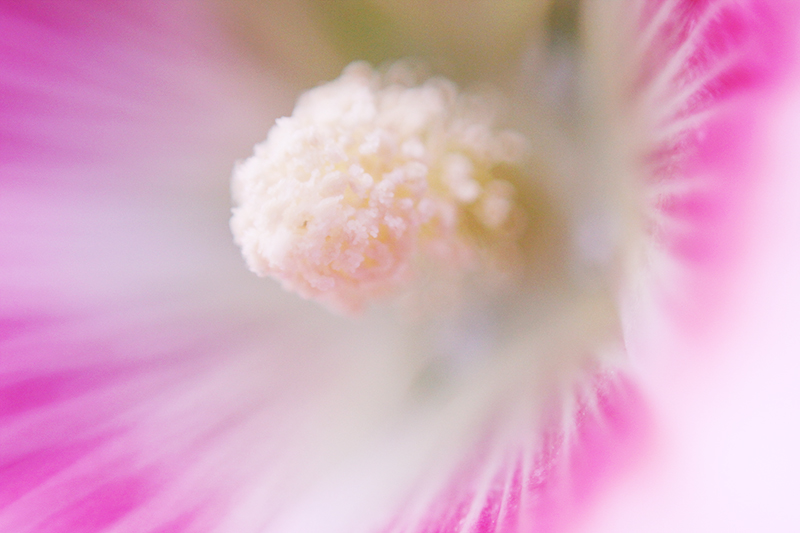 flor rosa macro com lente invertida 50mm